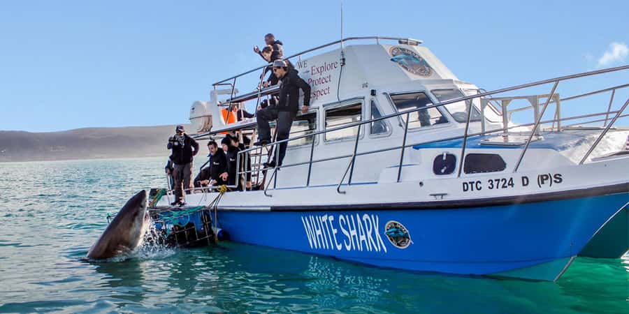 Gansbaai: Shark Dive & Whale Watching Combo Boat Trip - Inside the eight-person cage near Dyer Island