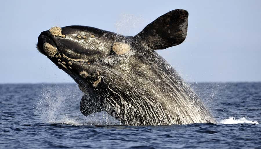 Gansbaai: Whale Watching Trip by Boat - Key Points Before You Book
