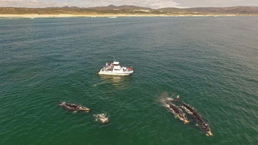 Gansbaai: Whale Watching Trip by Boat - Southern Right Whales and Calves