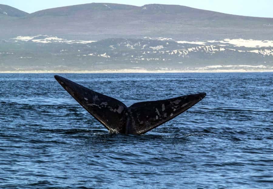 Gansbaai: Whale Watching Trip by Boat - What the Two Hours Feel Like