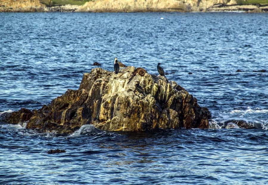 Gansbaai: Whale Watching Trip by Boat - The Guide and Safety Setup