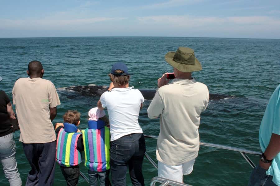 Gansbaai: Whale Watching Trip by Boat - Is $146 a Fair Price?