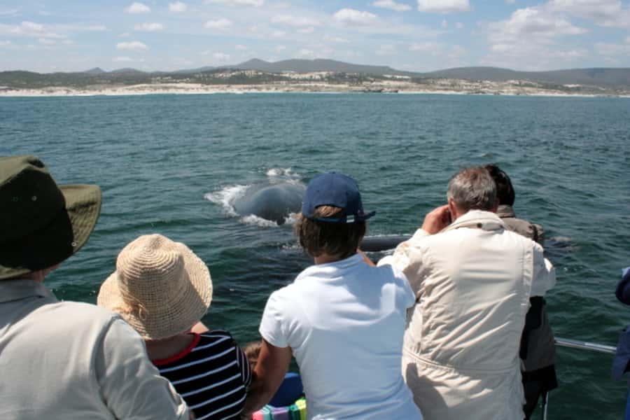 Gansbaai: Whale Watching Trip by Boat - Who Will Enjoy This Trip Most?