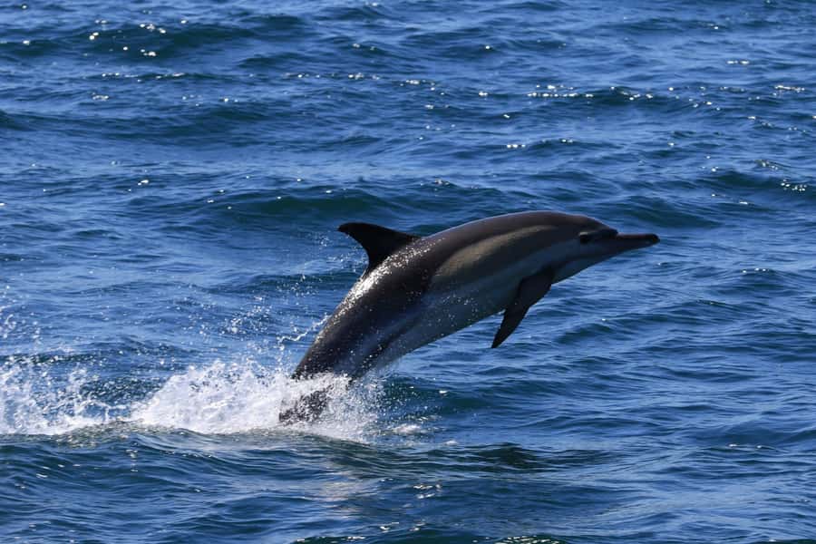 Gansbaai: Whale Watching Trip by Boat - Practical Packing for the Boat