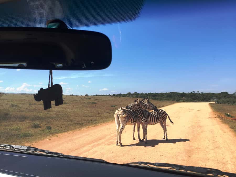 Garden Route and Addo Elephant National Park: 5-Day Safari - Day 5: Addo’s elephants and the final drive