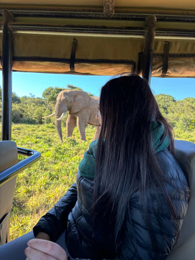 Gqeberha: Park View Game Drive at Schotia Safaris with Lunch - Key points to know before booking