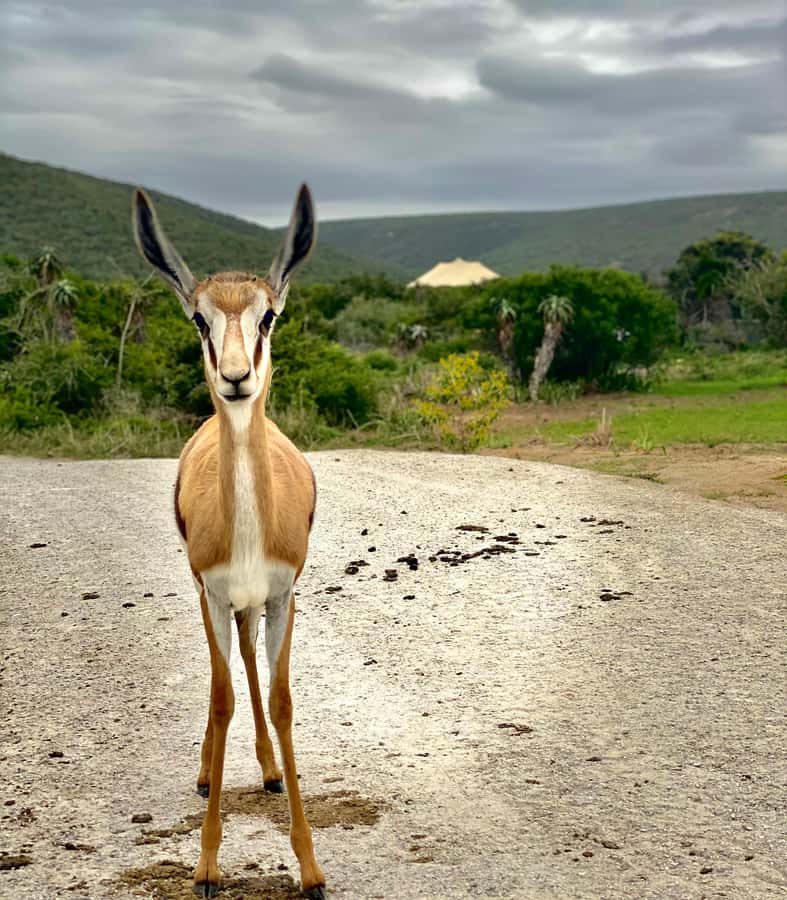 Gqeberha: Park View Game Drive at Schotia Safaris with Lunch - Booking flexibility and practical details