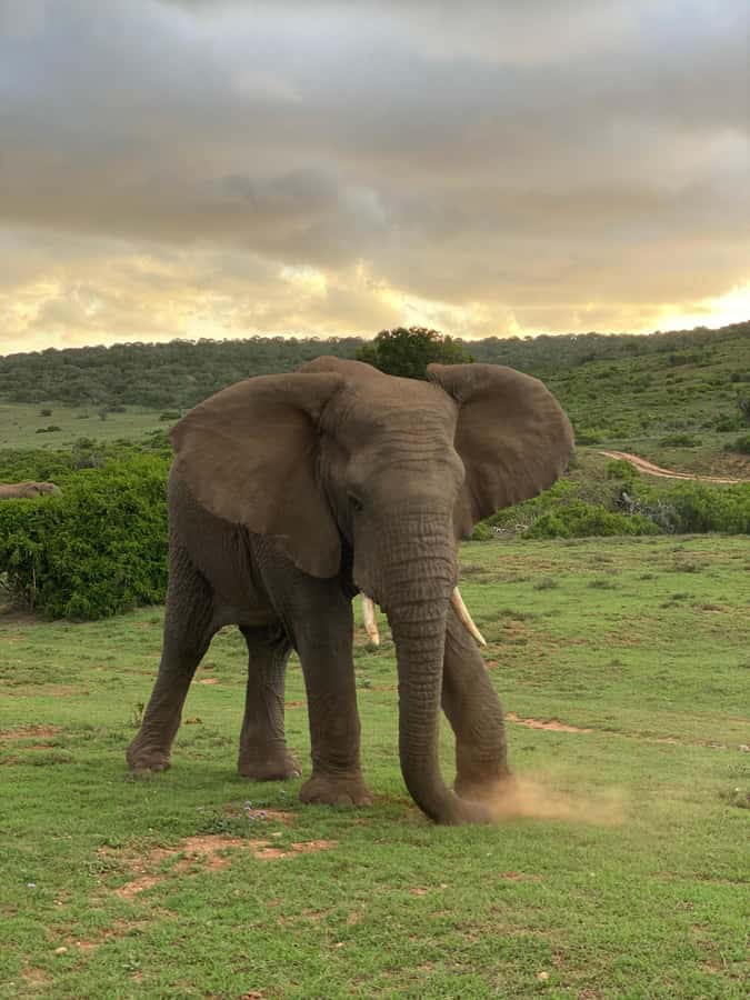 Gqeberha: Park View Game Drive at Schotia Safaris with Lunch - Why Schotia works for a Gqeberha safari