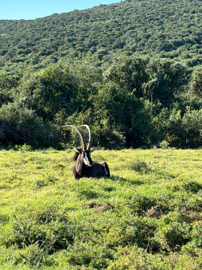Gqeberha: Park View Game Drive at Schotia Safaris with Lunch - Four hours among Schotia’s animals