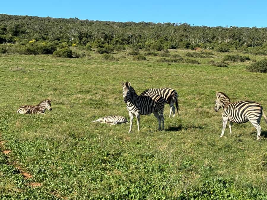 Gqeberha: Park View Game Drive at Schotia Safaris with Lunch - Picnic snacks, drinks, and a South African braai