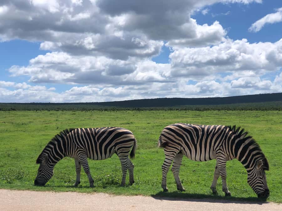 Gqeberha: Park View Game Drive at Schotia Safaris with Lunch - What the small-group format feels like