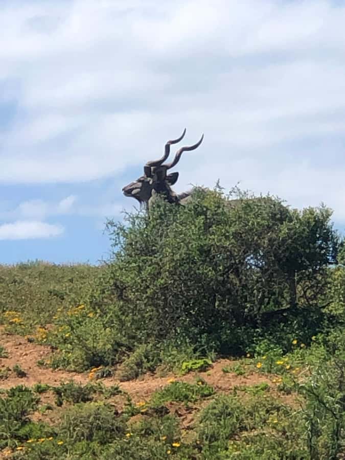 Gqeberha: Park View Game Drive at Schotia Safaris with Lunch - How to prepare for the vehicle and weather