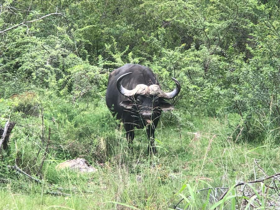 Gqeberha: Park View Game Drive at Schotia Safaris with Lunch - Is $239 per person good value?
