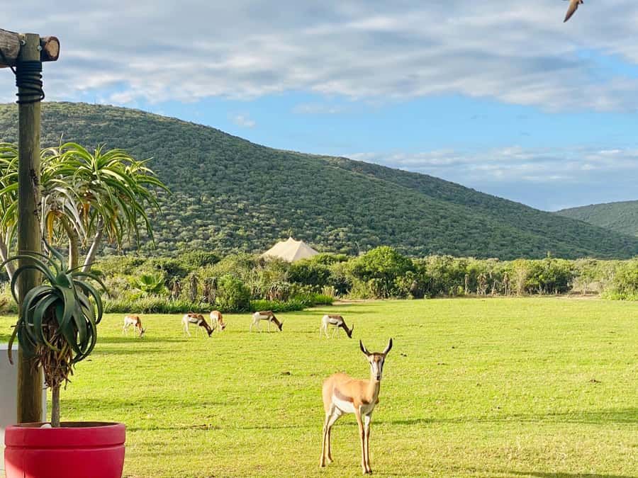 Gqeberha: Park View Game Drive at Schotia Safaris with Lunch - Who should book this safari