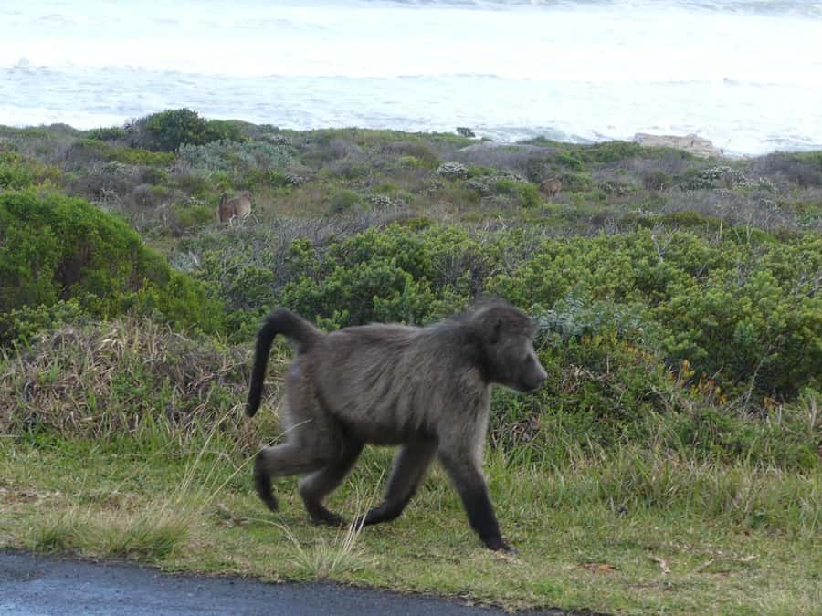 Group Tour of Cape of Good Hope and Boulders Beach Penguins - Key points to know before you book