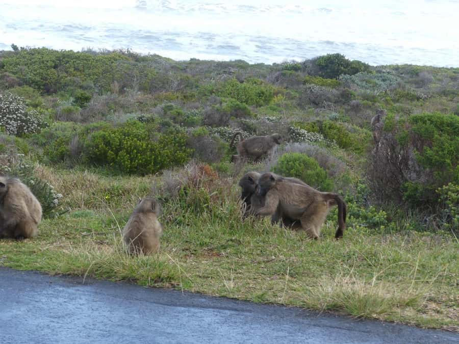 Group Tour of Cape of Good Hope and Boulders Beach Penguins - Why this Cape Peninsula route works so well