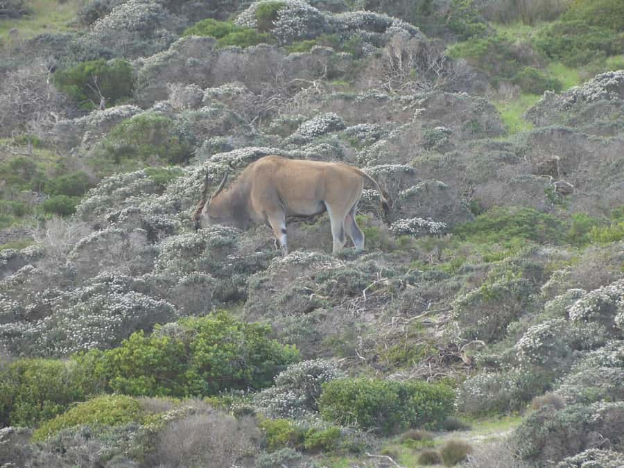 Group Tour of Cape of Good Hope and Boulders Beach Penguins - Camps Bay brings the big coastal views