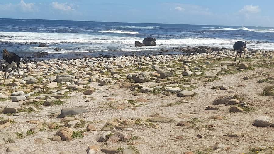 Group Tour of Cape of Good Hope and Boulders Beach Penguins - Hout Bay offers a longer pause before Chapman’s Peak