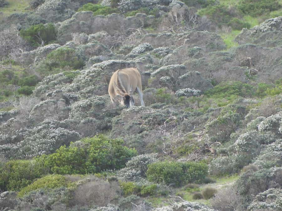 Group Tour of Cape of Good Hope and Boulders Beach Penguins - Boulders Beach is the penguin stop