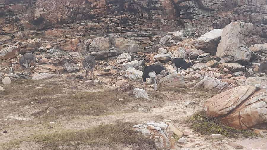 Group Tour of Cape of Good Hope and Boulders Beach Penguins - Muizenberg closes the peninsula loop