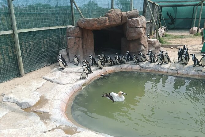Guided Port Elizabeth Coastal Tour - What makes SANCCOB the heart of the outing
