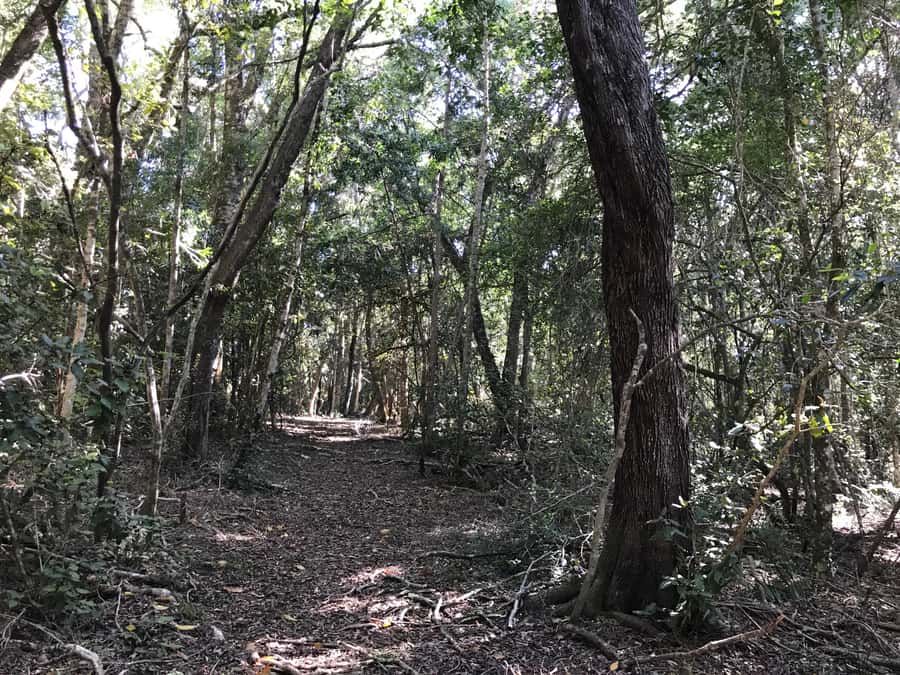 Guided Wildlife Tour and Forest Walk with Lunch Platter - Two sides of Tenikwa in one morning or afternoon