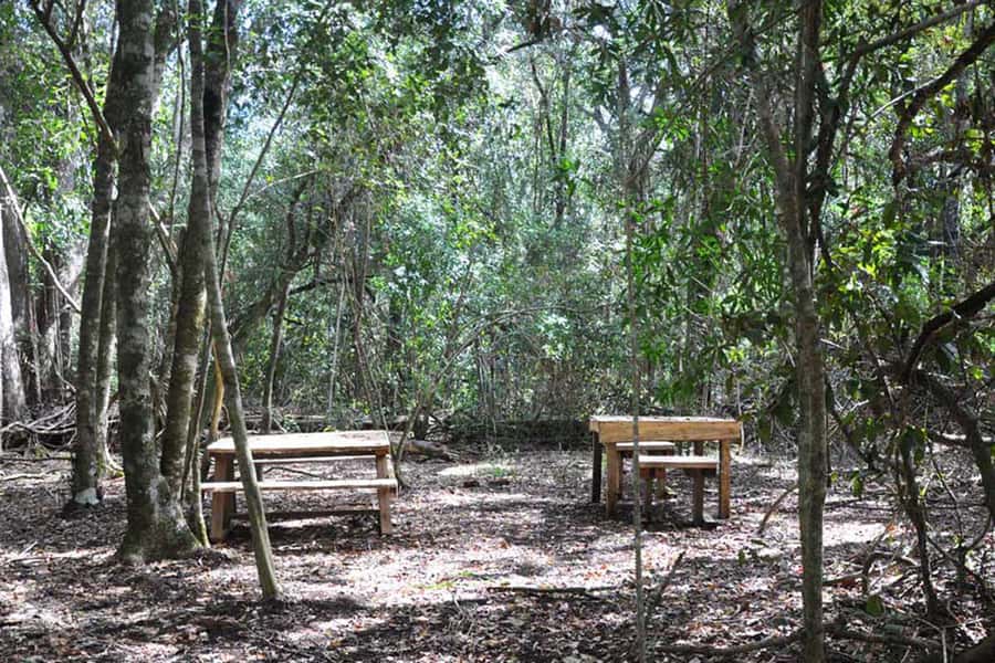 Guided Wildlife Tour and Forest Walk with Lunch Platter - Following old paths through Tsitsikamma forest
