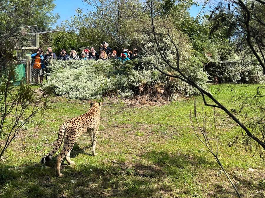 Guided Wildlife Tour and Forest Walk with Lunch Platter - Meeting the indigenous wild cats