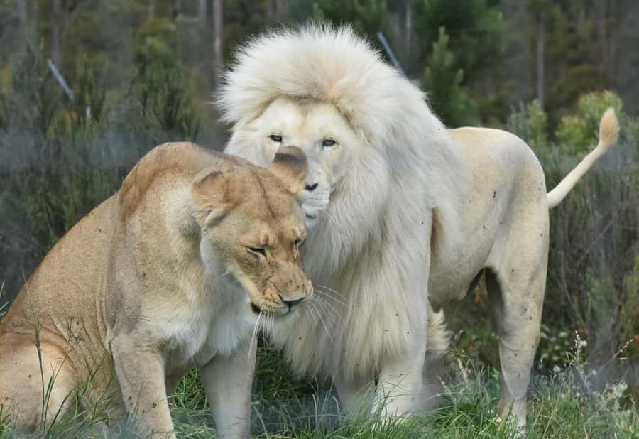Guided Wildlife Tour and Forest Walk with Lunch Platter - Lunch with wine, beer, or fruit juice