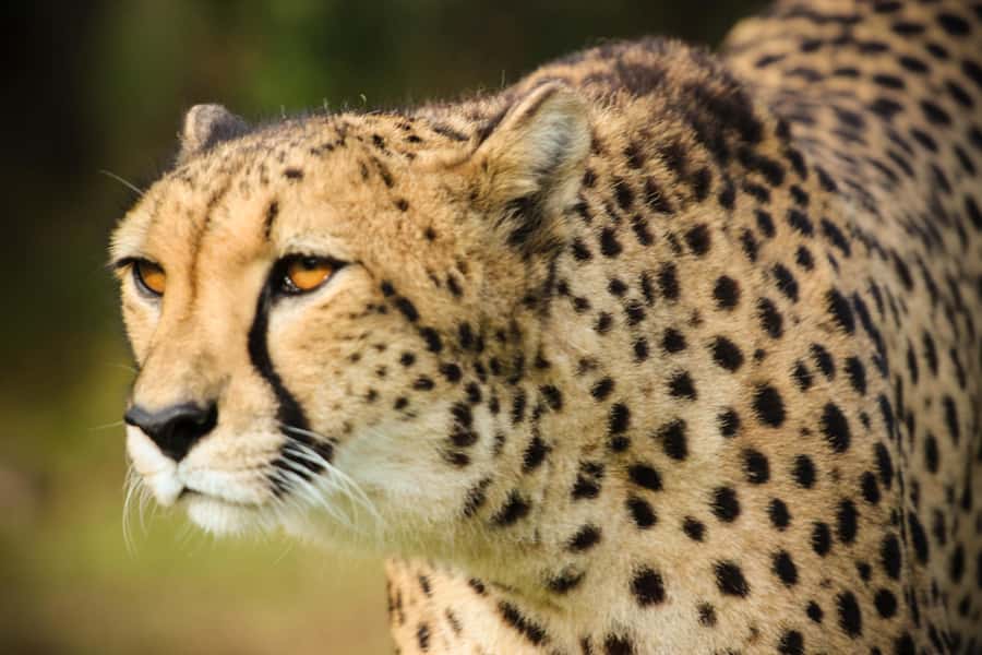 Guided Wildlife Tour and Forest Walk with Lunch Platter - Weather, clothing, and simple rules