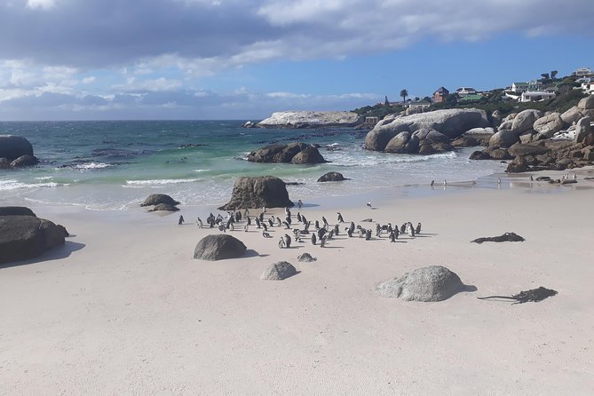 Half day African Penguin Tour - Why Boulders Beach is worth the ride