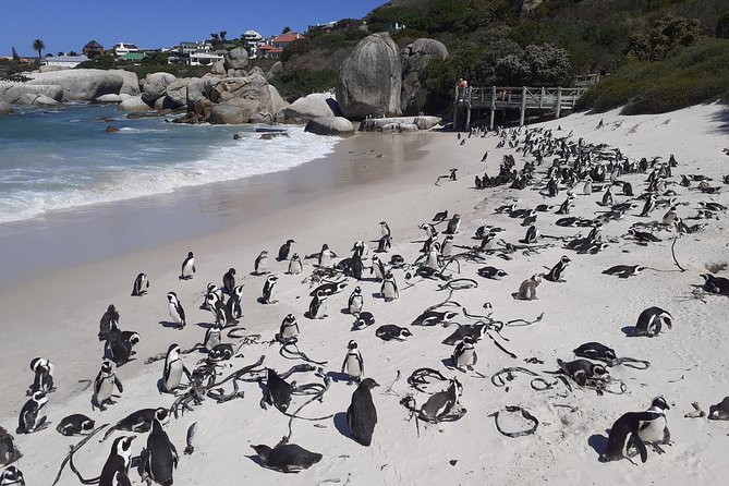 Half day African Penguin Tour - Boulders Beach and the penguin colony
