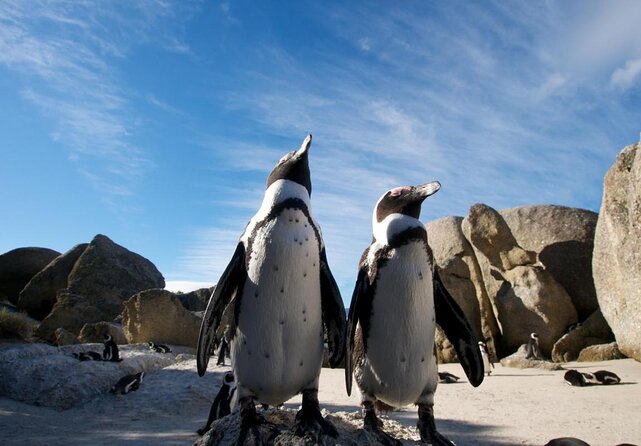 Half Day Boulders Penguins and Cape Point Small Group Tour - Key points at a glance