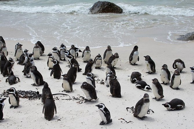 Half Day Boulders Penguins and Cape Point Small Group Tour - Why this half-day route works well