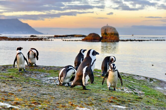 Half Day Boulders Penguins and Cape Point Small Group Tour - St James Beach and the famous changing huts
