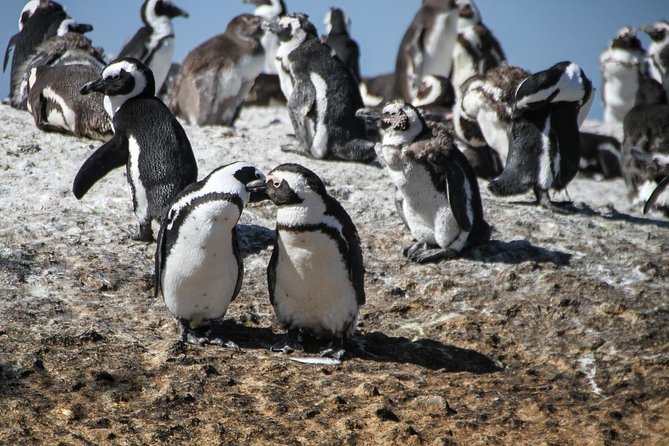 Half Day Boulders Penguins and Cape Point Small Group Tour - Guides, driving, and comfort