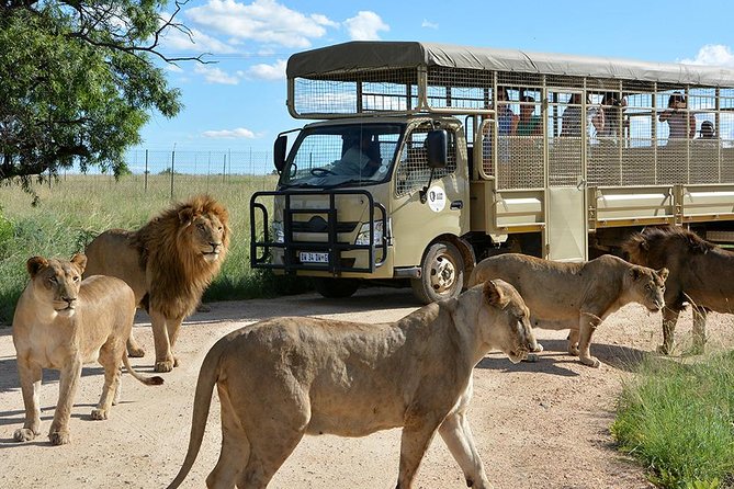 Half Day Lion Park tour from Johannesburg or Pretoria - Key points to know before booking
