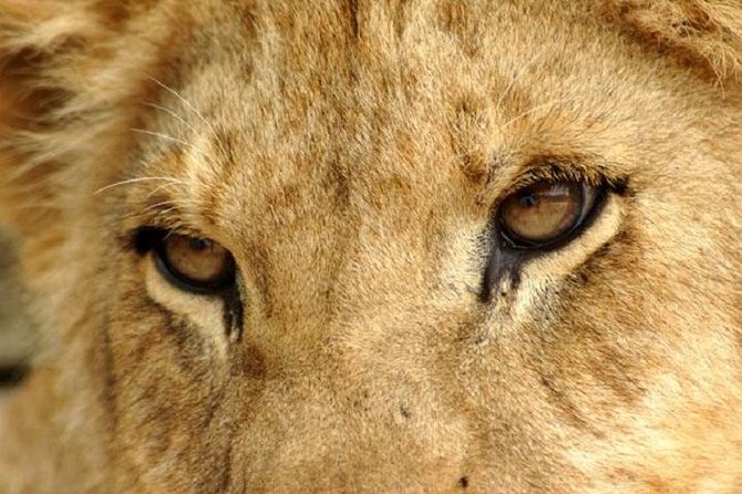 Half Day Lion Park tour from Johannesburg or Pretoria - What this Johannesburg half-day safari actually feels like