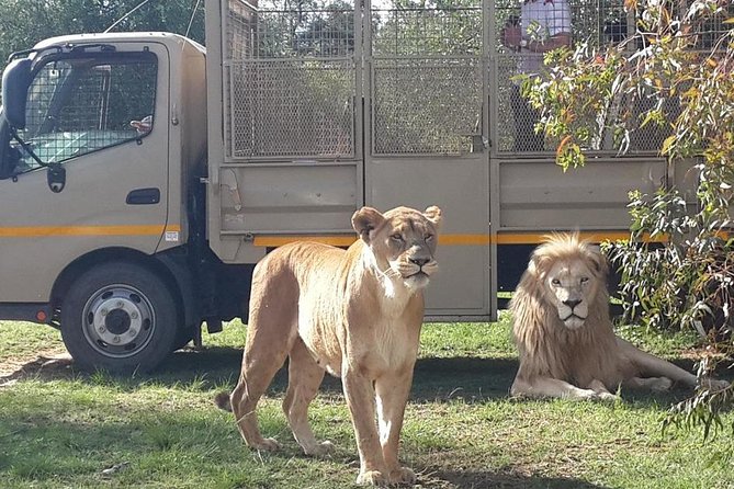 Half Day Lion Park tour from Johannesburg or Pretoria - The two-hour predator drive