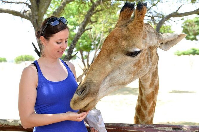 Half Day Lion Park tour from Johannesburg or Pretoria - White lions, cubs, and the animal collection