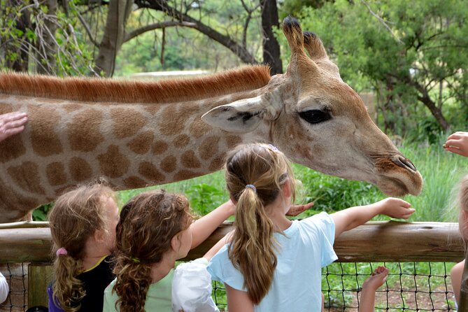 Half Day Lion Park tour from Johannesburg or Pretoria - Time at the main center
