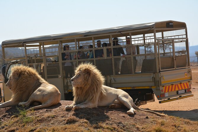 Half Day Lion Park tour from Johannesburg or Pretoria - Is $100.65 a fair price?