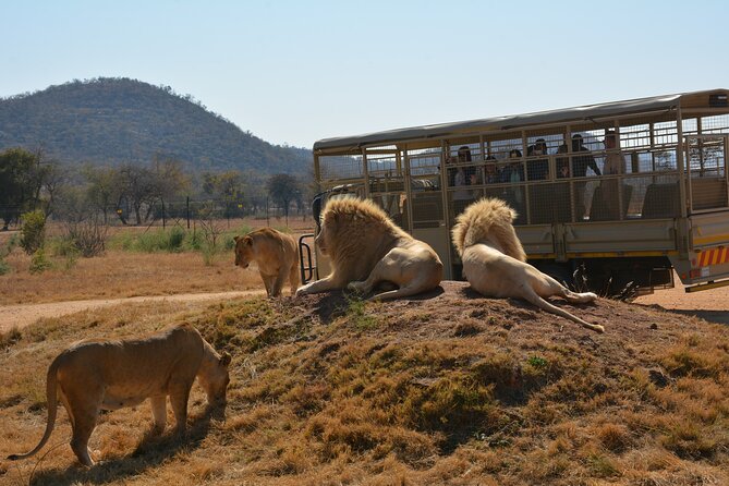 Half Day Lion Park tour from Johannesburg or Pretoria - Practical details that affect your day