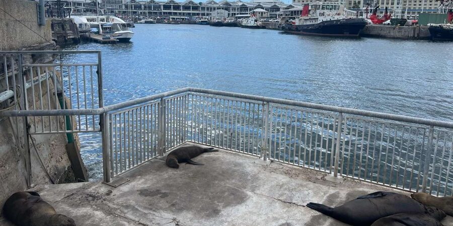 Half Day Robben Island including Tickets and Transfers Tour - Timing, language, and booking advice