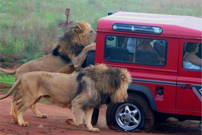 Half Day Safari Tour from Durban - Why this works well from Durban