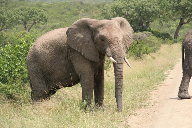 Half Day Safari Tour from Durban - Natal Lion Park: close lions and an elephant encounter