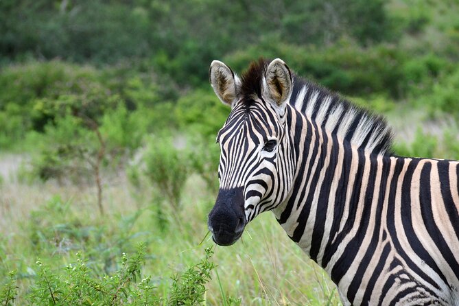 Half Day Safari Tour from Durban - Booking details and practical planning