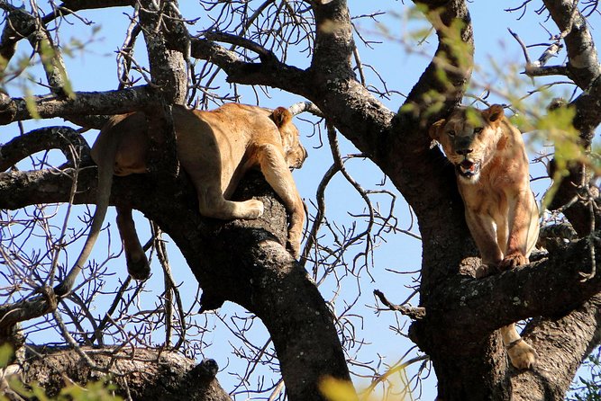 Half Day Safari Tour from Durban - Tala Private Game Reserve: the broader wildlife experience