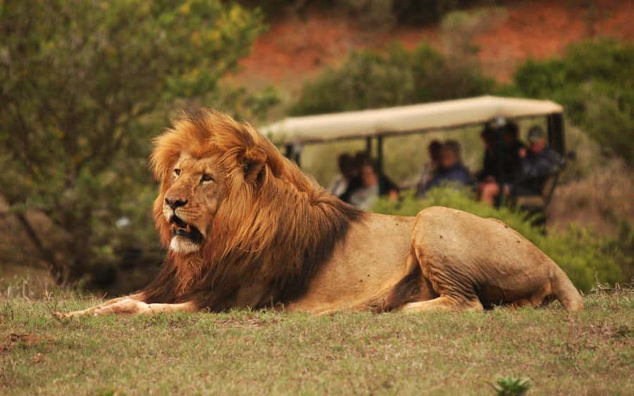 Half-Day Schotia Game Reserve (Open 4x4 Vehicle) - Key points to know before booking