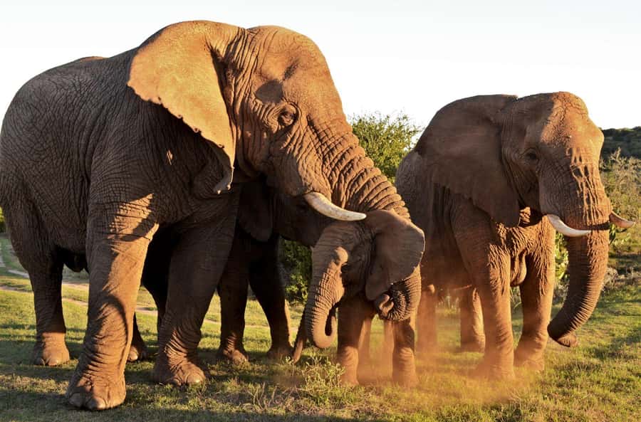 Half-Day Schotia Game Reserve (Open 4x4 Vehicle) - The honest truth about the Big 5